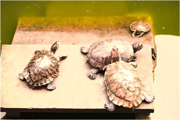 夢見走錯辦公室怎么樣_周公解夢官網