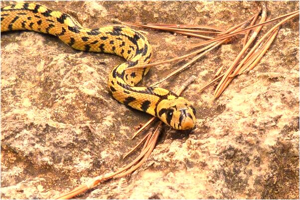 夢見墓碑上還有字怎么樣_周公解夢官網