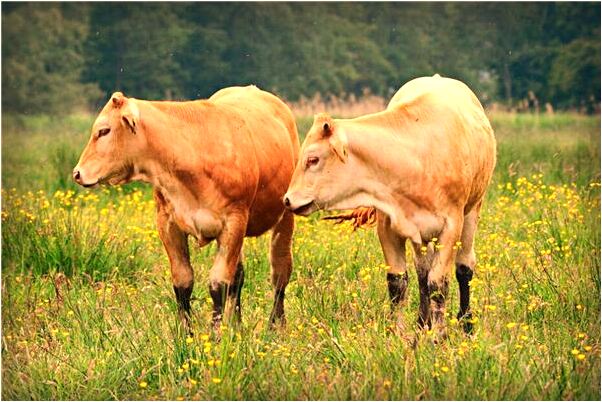 夢到被鋼筋刺到左後背會怎么樣_周公解夢官網