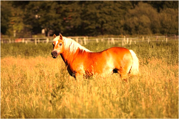 夢見給老闆送錢是凶兆還是吉兆_周公解夢官網