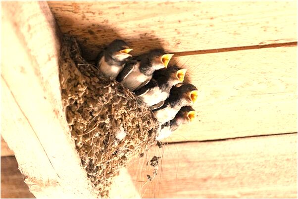 夢到了漁網裡有很多魚有什麼寓意嗎_周公解夢官網