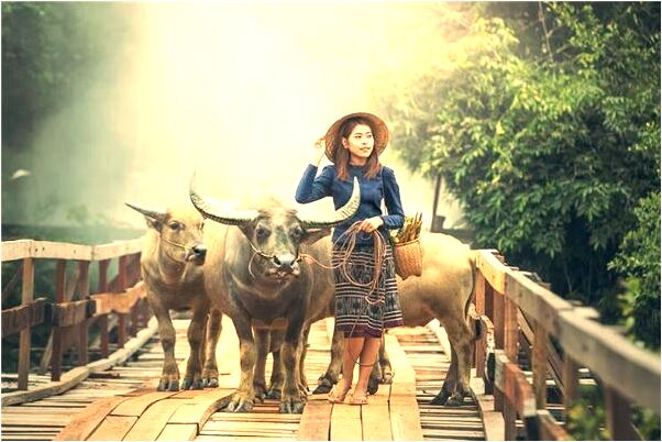 夢到白色的蝴蝶代表著什麼?_周公解夢官網