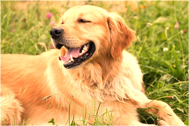 夢到別人在廁所吃屎是什麼預兆？_周公解夢官網