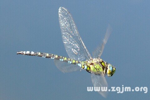 Dream of a dragonfly