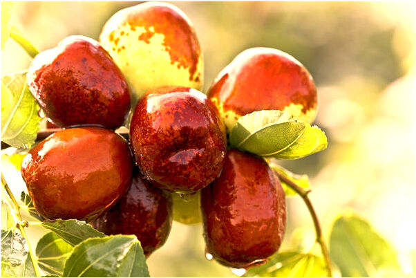 夢到了洗豬圈有什麼寓意嗎？_周公解夢官網