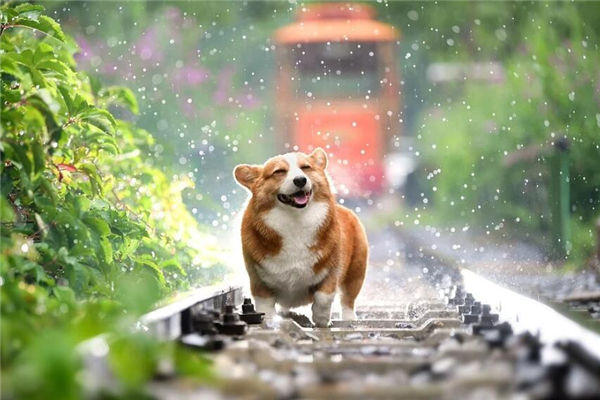 2021年裡屬相狗的人多大了_十二生肖