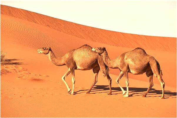 夢到我仇人大聲罵我是什麼意思_周公解夢官網