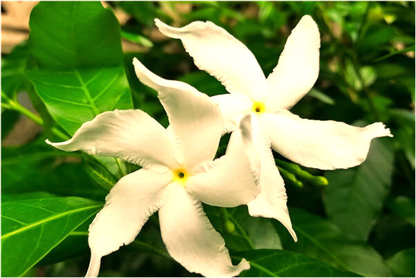 夢到了到兩個孩子撈魚啥意思_周公解夢官網