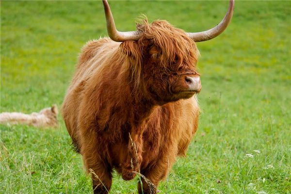 生肖屬牛的女人怎么樣呢_十二生肖