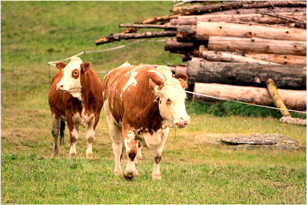 夢到水很髒意味著什麼_周公解夢官網