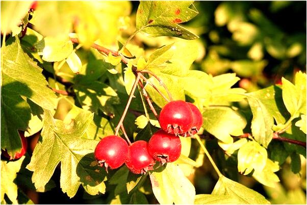 夢到了不穿衣服的小男孩是啥預兆_周公解夢官網