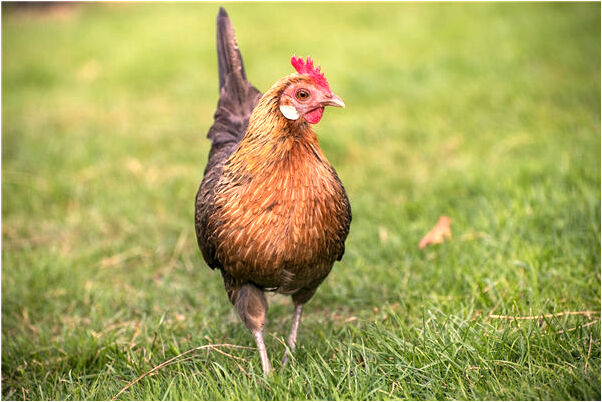 夢到自己掉頭髮是什麼預兆_周公解夢官網