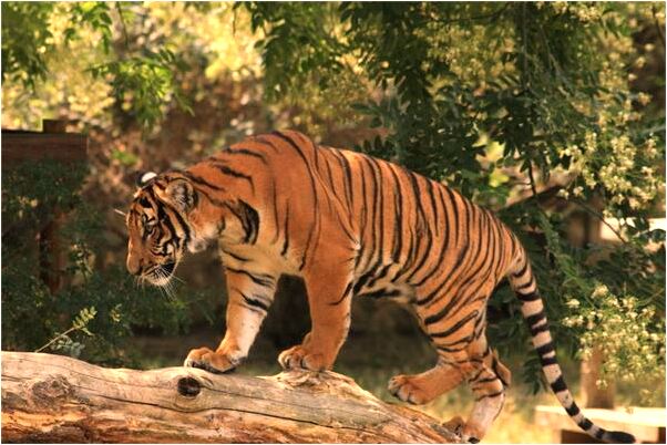 夢到了穿著紅鞋子快速走路預兆了什麼嗎_周公解夢官網