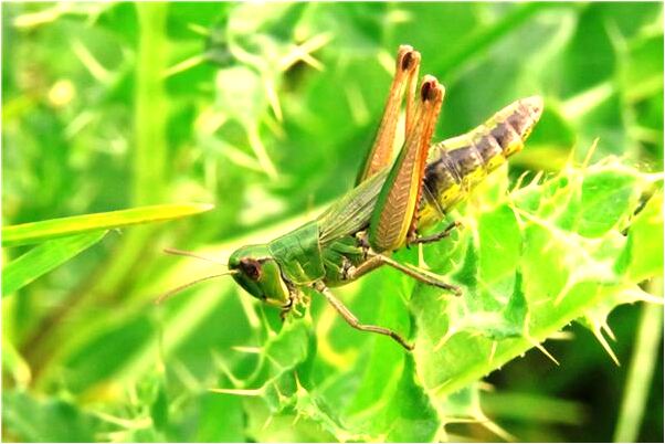 夢到了手指被釘子釘是凶兆還是吉兆_周公解夢官網