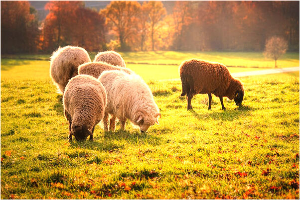 夢到了喝農藥是好事還是壞事_周公解夢官網