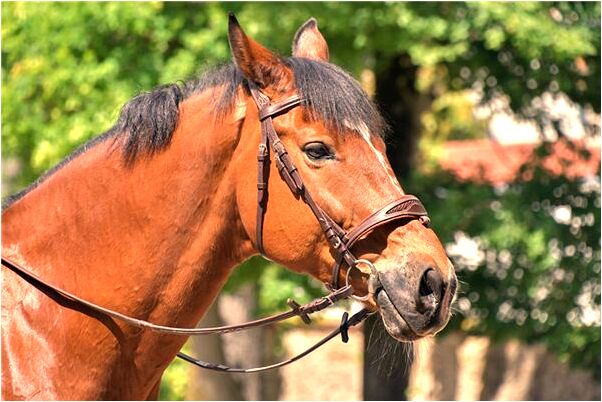 夢到了騎腳踏車帶著老婆與女友預兆了什麼嗎_周公解夢官網