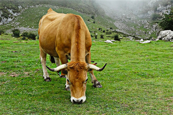 73年屬牛的22年運勢運程_十二生肖