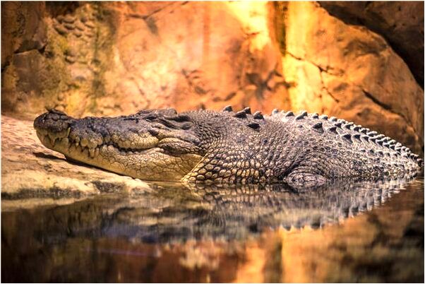 夢見媽媽帶我開車看見死人是好的徵兆嗎_周公解夢官網