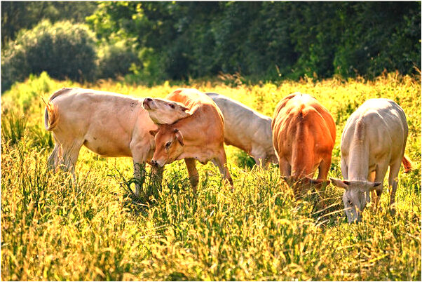 夢到了去世的表哥騎車是怎么回事_周公解夢官網