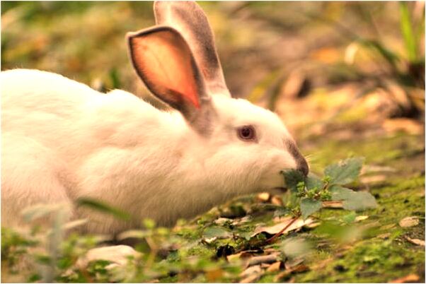 夢到別人穿一件紅衣服意味著什麼_周公解夢官網
