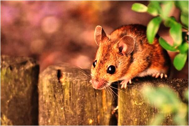 夢到了跟有屍斑的女人上床是好的徵兆嗎_周公解夢官網