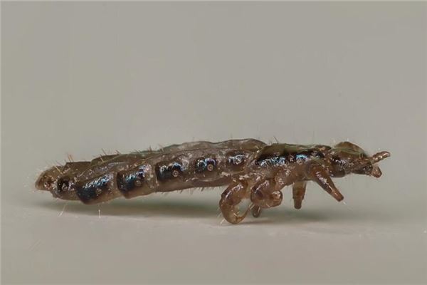 女人夢見自己頭上虱子_周公解夢