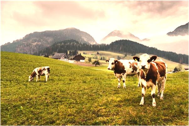 夢到被獅子追咬什麼預兆_周公解夢官網