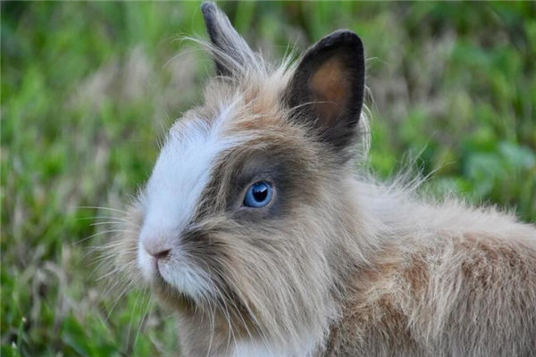 2021年生肖屬兔的人多大_十二生肖