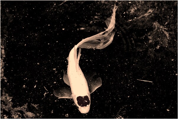 夢到男的女的發生性關係有什麼寓意嗎_周公解夢官網