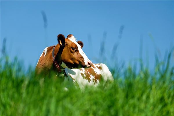 哪幾個屬相牛年有災_十二生肖