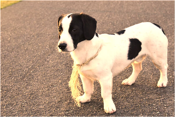 夢到要打日本鬼子有什麼說法_周公解夢官網