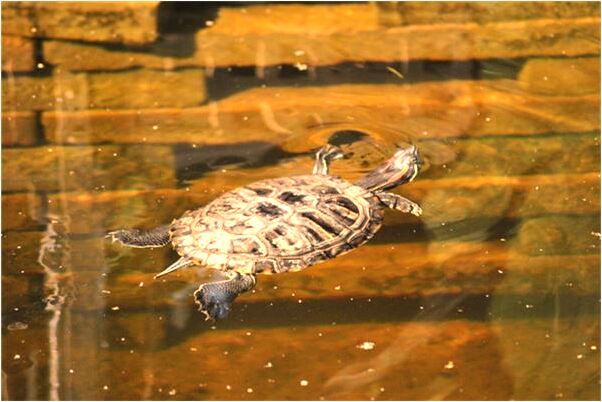 夢到被蛇咬到嘴有什麼意思嗎_周公解夢官網