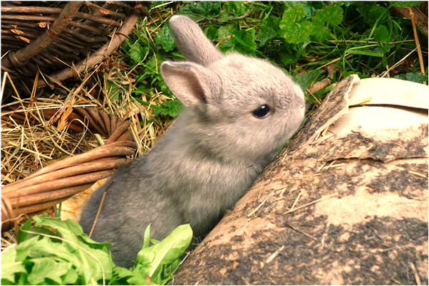 夢到了別人殺雞出了很多血什麼預兆_周公解夢官網