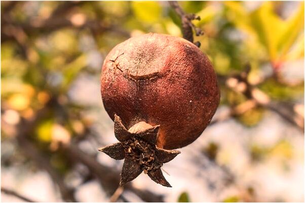 夢到了撒黃菜籽在地里會是什麼預兆_周公解夢官網