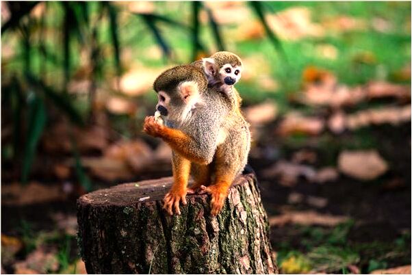 夢到士地爺是啥預兆_周公解夢官網