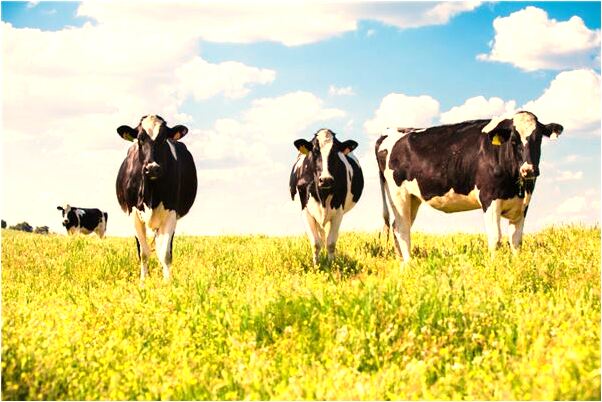 夢到了掉河裡殺人無頭屍是什麼徵兆_周公解夢官網