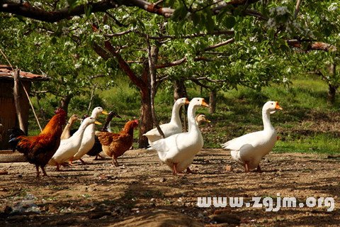 Dream of chicken ducks and geese