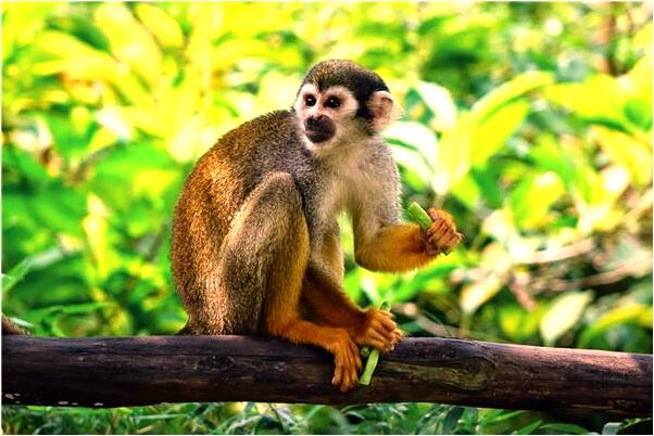 夢見別人拍全家福有什麼寓意嗎？_周公解夢官網