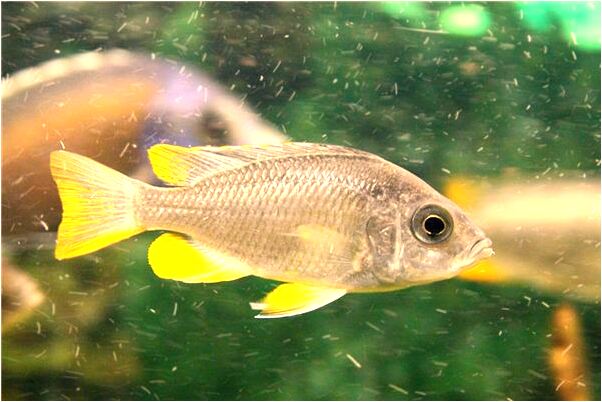 夢到了懷孕又沒了是什麼意思？_周公解夢官網