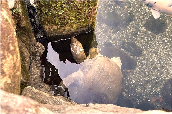 夢見蠍子咬人是好事還是壞事_周公解夢官網