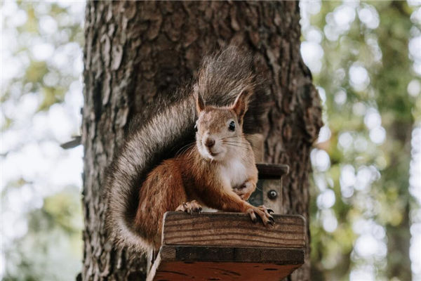 夢到松鼠預示著什麼_周公解夢