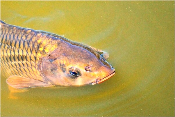夢到快餐店是不是白天都營業的有什麼徵兆_周公解夢官網
