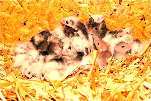 夢見分飯給別人吃啥意思_周公解夢官網