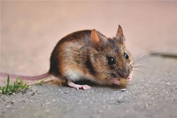 老鼠2020年多大_十二生肖