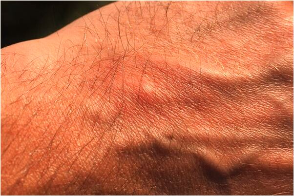 夢到摘紅柿子是怎么回事_周公解夢官網