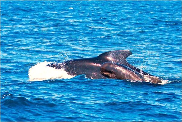 夢到自己變白色倉鼠是不是好的徵兆呢_周公解夢官網