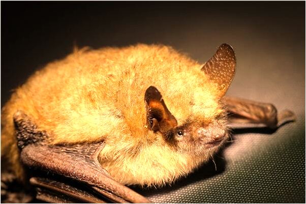 夢到了老公把活蛇吞進去了怎么回事_周公解夢官網