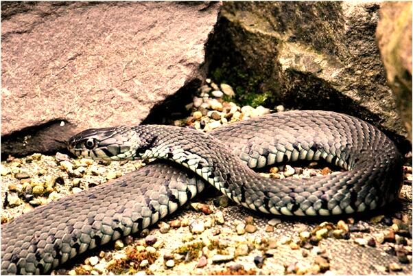 夢到婆婆來我家會是什麼預兆_周公解夢官網