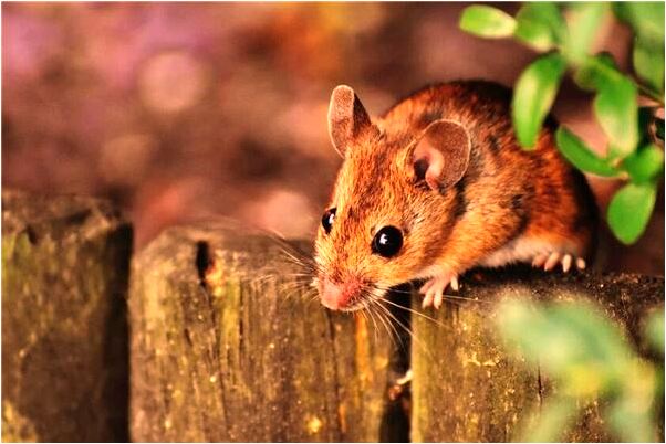 夢見前男友和我在一起代表著什麼？_周公解夢官網