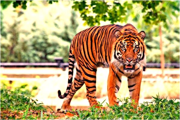 夢見水淹了自己挖的井是好是壞_周公解夢官網